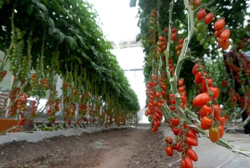 Prórroga en Aranceles, provoca Incertidumbre en Productores de&nbsp;Jitomate