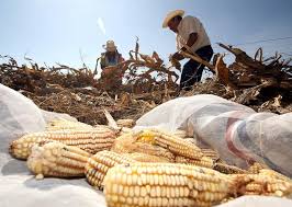 EL CAMPO MEXICANO EN JAQUE: UNA CRISIS ESTRUCTURAL QUE AMENAZA EL FUTURO DEL AGRO&nbsp;NACIONAL