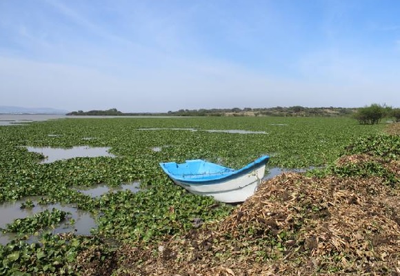 EL LIRIO SE APODERA DE LA PRESA ALLENDE; DESATA CRISIS&nbsp;AMBIENTAL